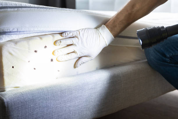 Professional Pest Control in Cheboygan, MI